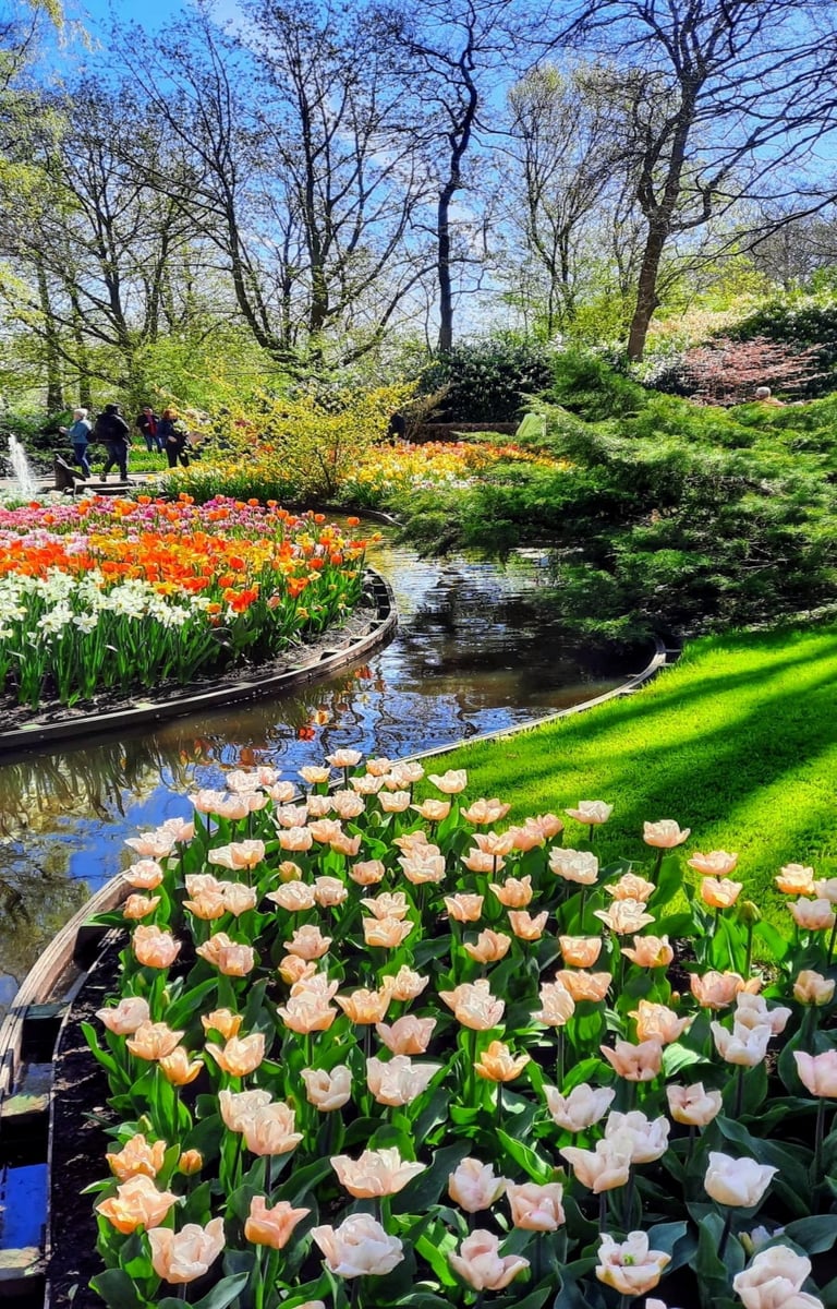 Keukenhof, the Garden of Europe, one of the world's largest flower gardens