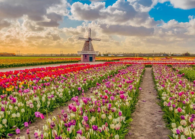 Keukenhof bloementuin