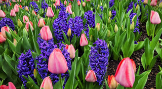 Pink tulips and purple hyacinths